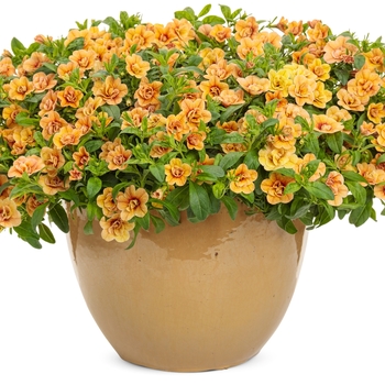 Calibrachoa Superbells® 'Double Amber' (143980)