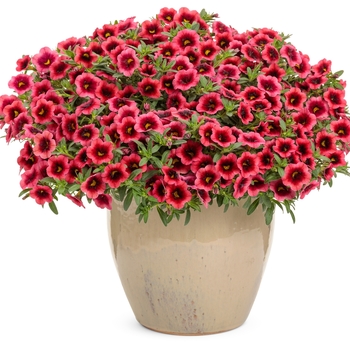 Calibrachoa Superbells® 'Watermelon Punch™' (143982)