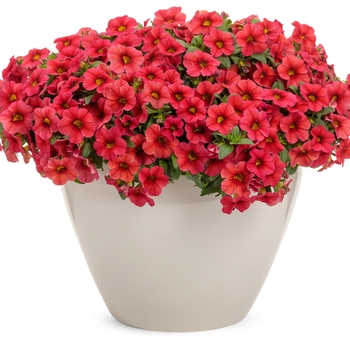 Calibrachoa Superbells® 'Tabletop™ Red' (143984)