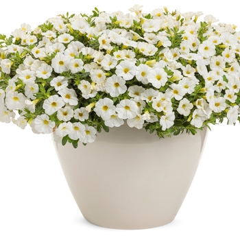 Calibrachoa Superbells® 'Tabletop™ White' (143987)