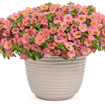 Calibrachoa Superbells® 'Honeyberry™' (143992)