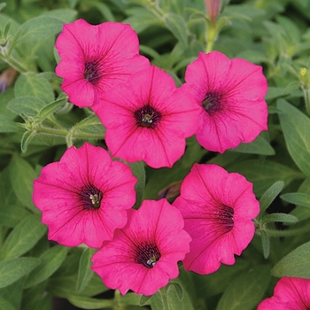 Calibrachoa Superbells® 'Sangria Charm' (143993)