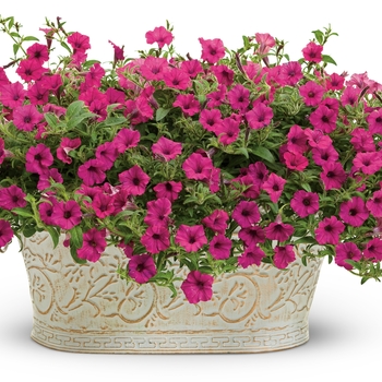 Calibrachoa Superbells® 'Sangria Charm' (143994)