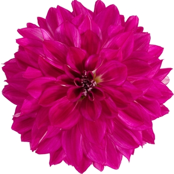 Dahlia Dalina® 'Grande Cadena' (144055)