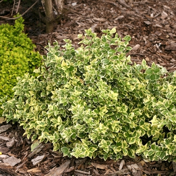 Euonymus fortunei 'White Album®' (144082)