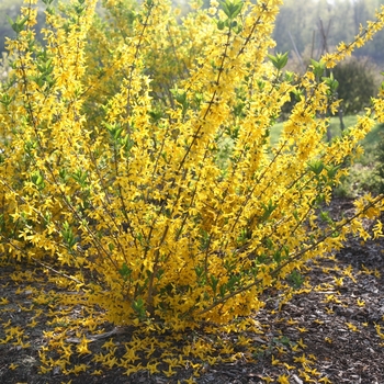 Forsythia koreana 'Flying Machine®' (144086)