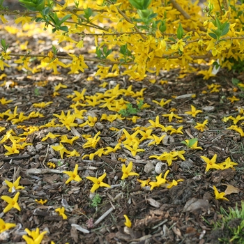 Forsythia koreana 'Flying Machine®' (144088)