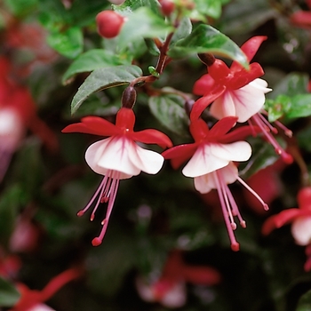 Fuchsia Shadow Dancers® 'Betty' (144101)