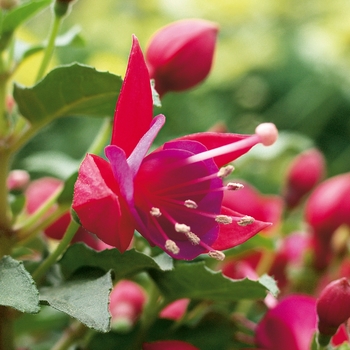 Fuchsia Shadow Dancers® 'Yolanda' (144105)