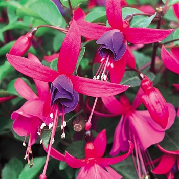 Fuchsia Shadow Dancers® 'Marcia' (144107)