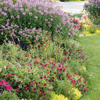 Gomphrena haageana Forest™ 'Red' (144111)