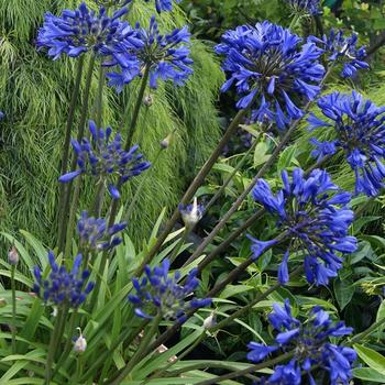 Brilliant Blue Dwarf' Agapanthus - Blue-Purple Bicolor Dwarf African – AKME  Gardens