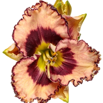 Hemerocallis Rainbow Rhythm® 'Sound of My Heart' (144148)