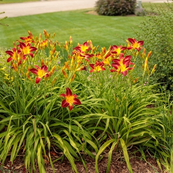 Hemerocallis Rainbow Rhythm® 'Ruby Spider' (144151)