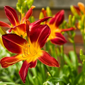 Hemerocallis Rainbow Rhythm® 'Ruby Spider' (144152)