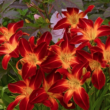 Hemerocallis Rainbow Rhythm® 'Ruby Spider' (144153)