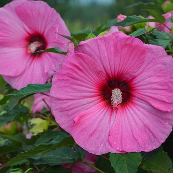 Hibiscus Summerific® 'Candy Crush' (144154)