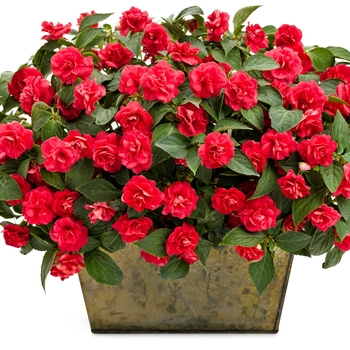 Impatiens walleriana Rockapulco® '' (144163)