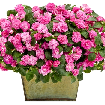 Impatiens walleriana Rockapulco® '' (144165)