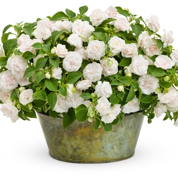 Impatiens walleriana Rockapulco® 'White' (144170)