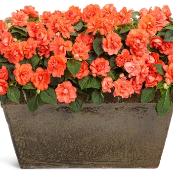 Impatiens walleriana Rockapulco® 'Orange' (144173)