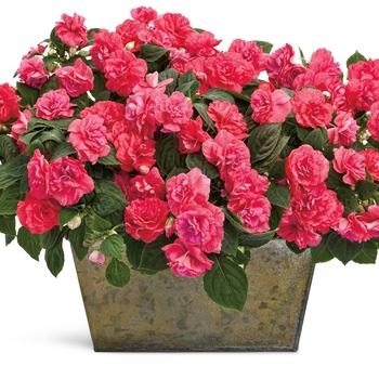 Impatiens walleriana Rockapulco® 'Coral Reef' (144175)