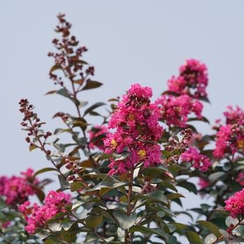 Lagerstroemia indica Rikki Tikki™ 'Pink' (144239)