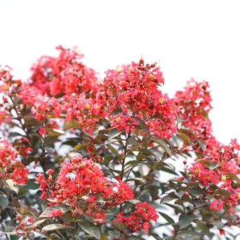 Lagerstroemia indica Rikki Tikki™ '' (144241)