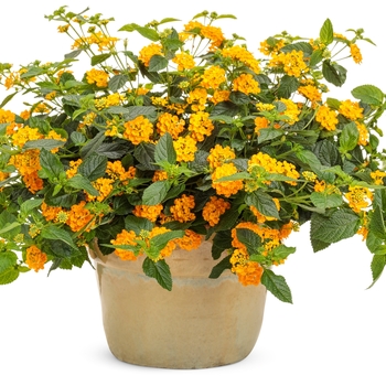 Lantana camara Luscious® 'Goldengate™' (144245)