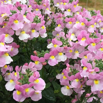 Nemesia fruticans Aromance™ 'Pink' (144247)