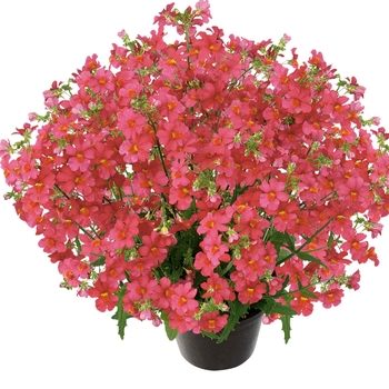 Nemesia Juicy Fruits® 'Watermelon' (144249)