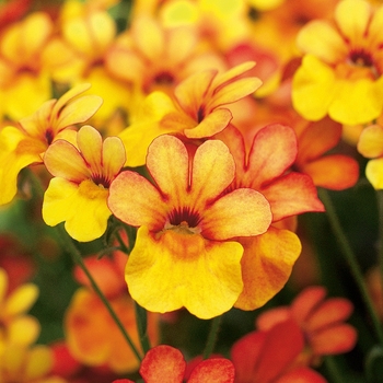 Nemesia Juicy Fruits® 'Kumquat' (144251)