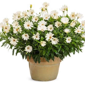 Osteospermum Bright Lights™ 'White' (144253)