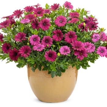 Osteospermum Bright Lights™ 'Purple' (144254)