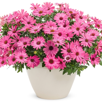 Osteospermum Bright Lights™ 'Berry Rose' (144257)