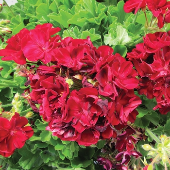 Pelargonium Boldly® 'Burgundy' (144259)