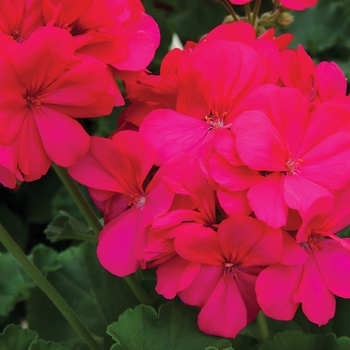 Pelargonium Boldly® 'Hot Pink' (144262)