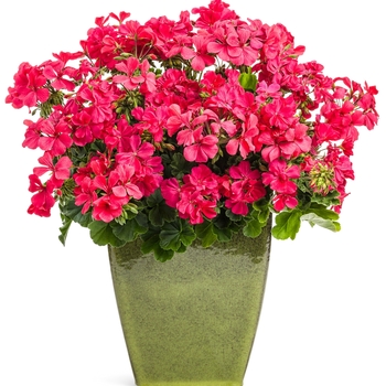 Pelargonium Boldly® 'Hot Pink' (144264)