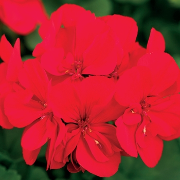 Pelargonium Boldly® 'Scarlet Fire' (144265)