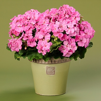 Pelargonium Daredevil® 'Orchid' (144324)