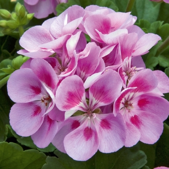 Pelargonium x hortorum Sunrise™ 'Lavender+Red Eye' (144327)