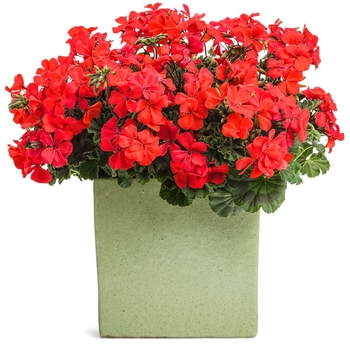 Pelargonium Timeless™ 'Orange' (144336)