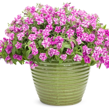 Petunia Supertunia® 'Sharon' (144366)