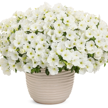 Petunia Supertunia Vista® 'Snowdrift™' (144368)