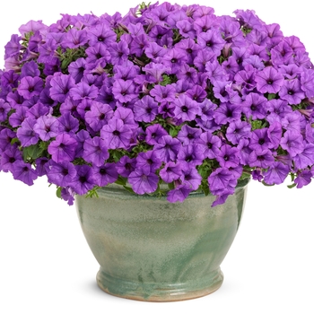 Petunia Supertunia® Mini Vista™ 'Indigo' (144371)