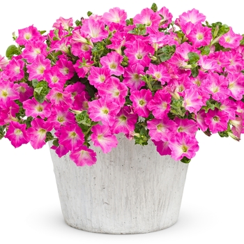 Petunia Supertunia® 'Trailing Bright Pink' (144373)