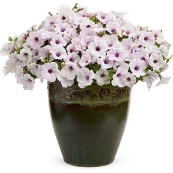 Petunia Supertunia® 'Trailing Silver' (144378)