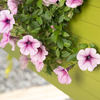 Petunia Supertunia® 'Trailing Rose Veined' (144381)