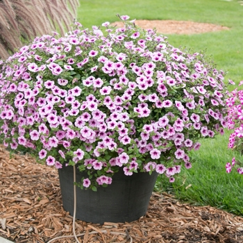 Petunia Supertunia® 'Trailing Rose Veined' (144382)