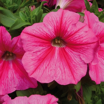 Petunia Headliner™ 'Pink Star' (144402)